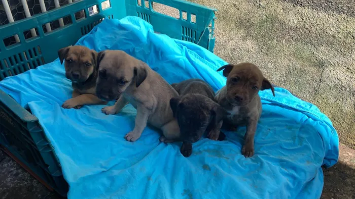 Cachorro ra a SRD-ViraLata idade 2 a 6 meses nome Filhotes