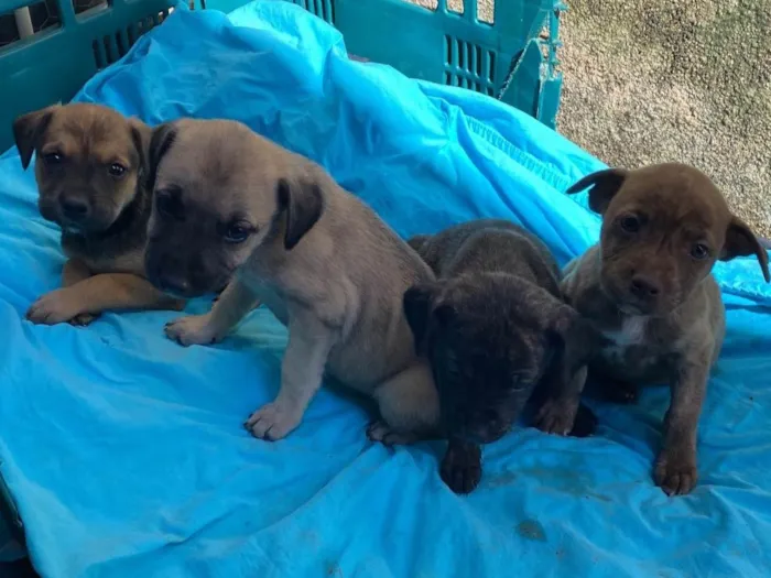 Cachorro ra a SRD-ViraLata idade 2 a 6 meses nome Filhotes
