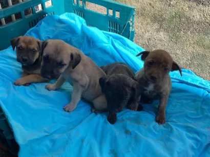 Cachorro raça SRD-ViraLata idade 2 a 6 meses nome Filhotes