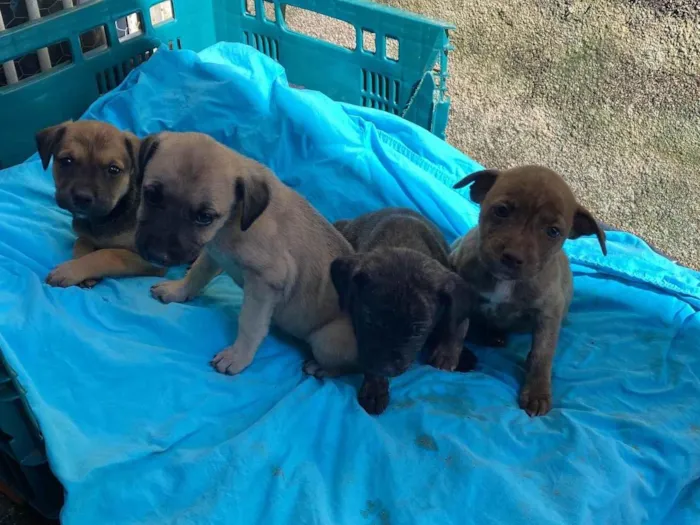 Cachorro ra a SRD-ViraLata idade 2 a 6 meses nome Filhotes