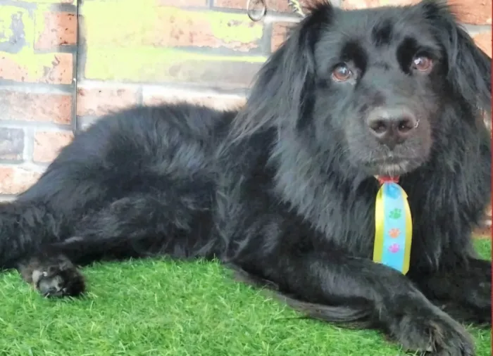 Cachorro ra a SRD-ViraLata idade 2 anos nome Klóvis 