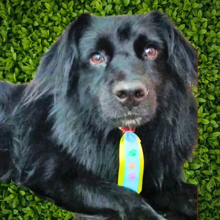 Cachorro ra a SRD-ViraLata idade 2 anos nome Klóvis 