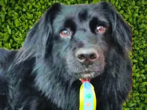 Cachorro raça SRD-ViraLata idade 2 anos nome Klóvis 