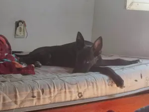 Cachorro raça Não sei dizer parece pitBull com pastor alemão  idade 2 a 6 meses nome Billy