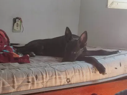 Cachorro raça Não sei dizer parece pitBull com pastor alemão  idade 2 a 6 meses nome Billy