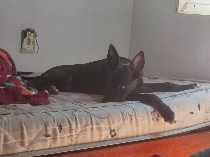 Cachorro ra a Não sei dizer parece pitBull com pastor alemão idade 2 a 6 meses nome Billy