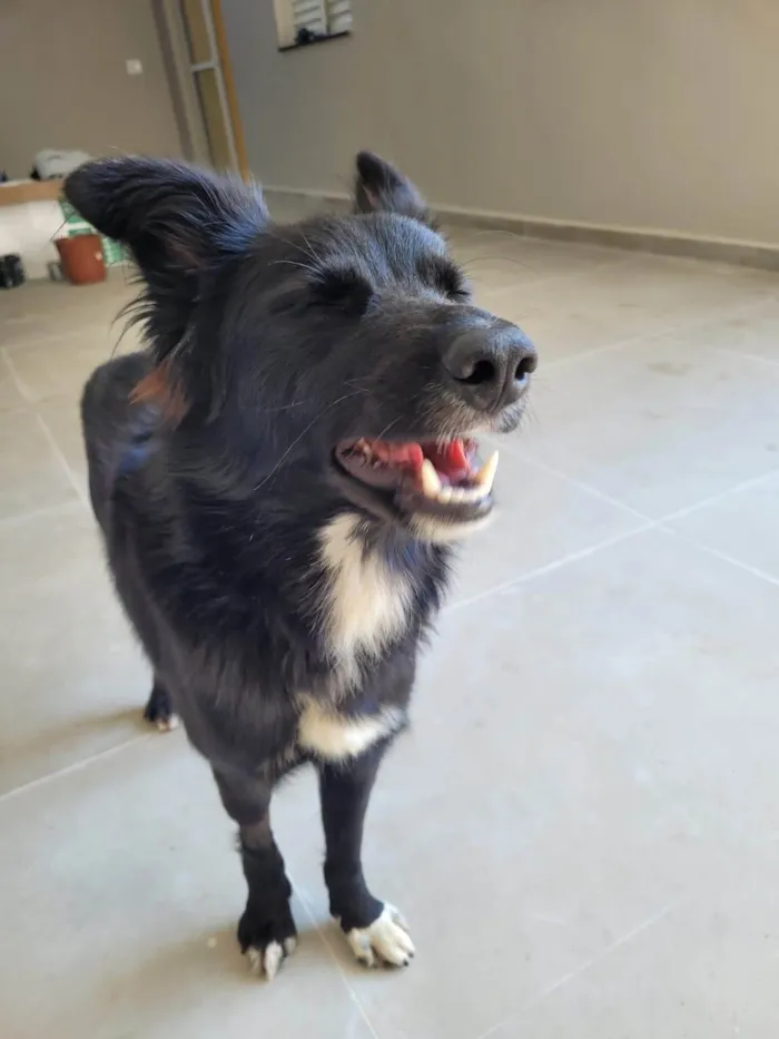 Cachorro ra a SRD-ViraLata idade 1 ano nome Spike