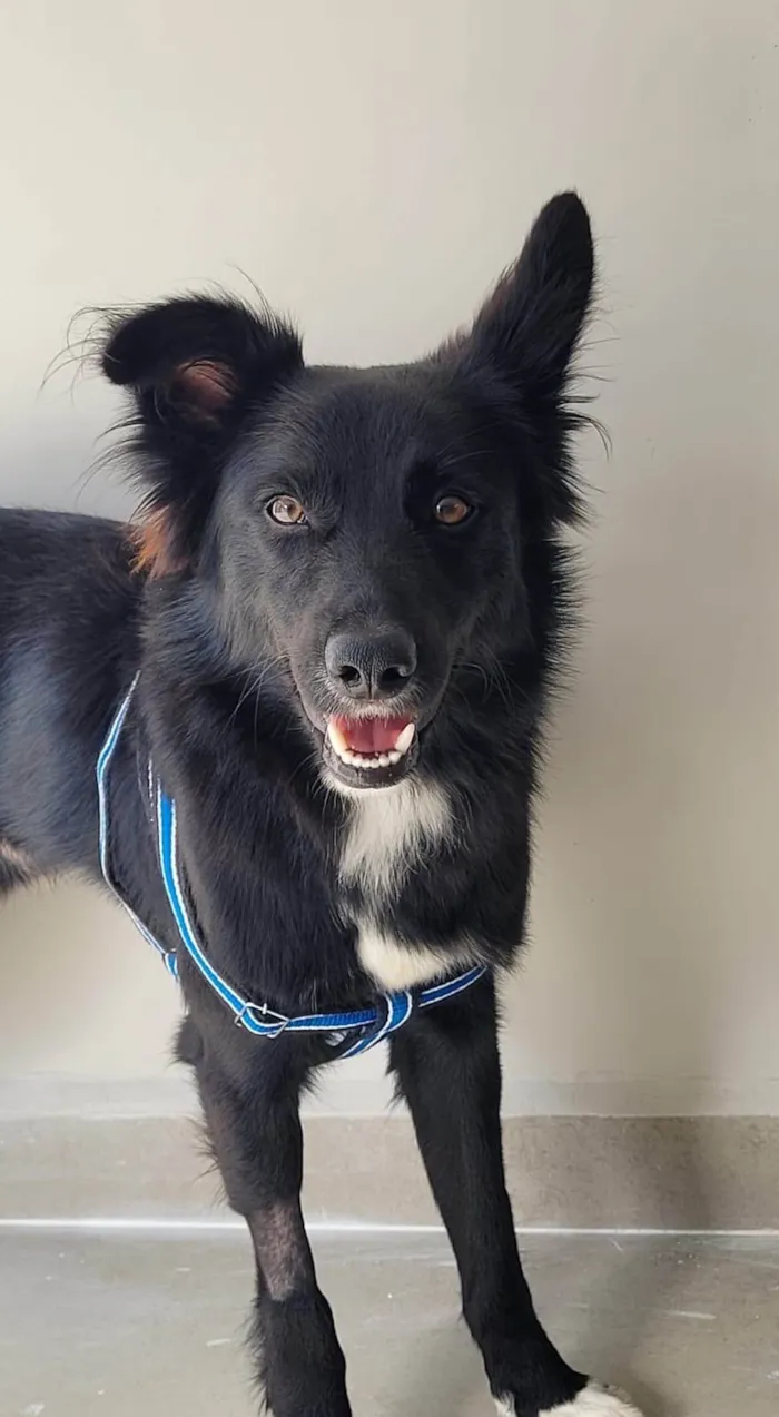Cachorro ra a SRD-ViraLata idade 1 ano nome Spike