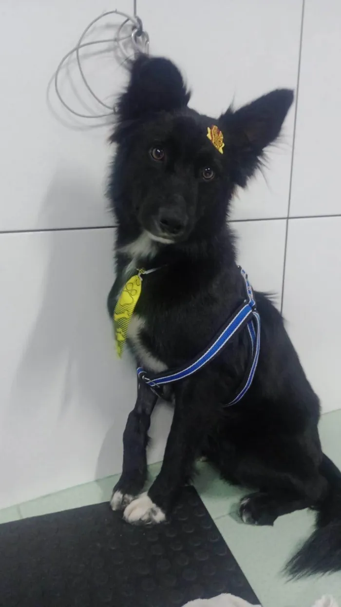 Cachorro ra a SRD-ViraLata idade 1 ano nome Spike