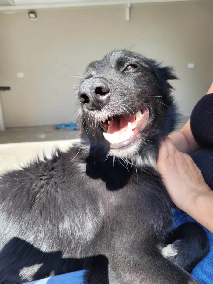 Cachorro ra a SRD-ViraLata idade 1 ano nome Spike