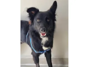 Cachorro raça SRD-ViraLata idade 1 ano nome Spike