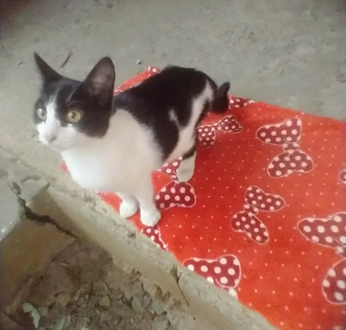 Gato ra a SRD-ViraLata idade 2 a 6 meses nome Lolita