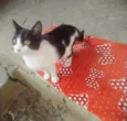 Lolita