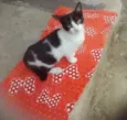 Lolita