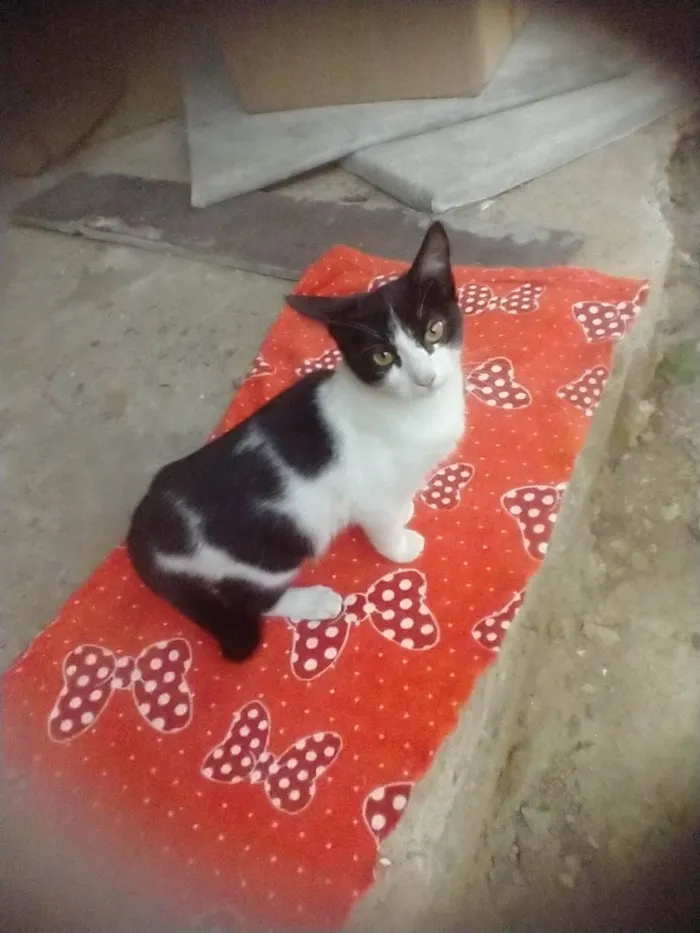 Gato ra a SRD-ViraLata idade 2 a 6 meses nome Lolita