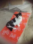 Lolita