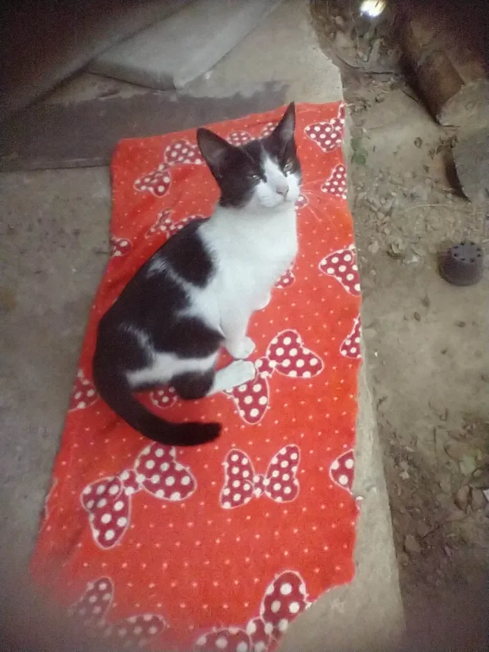 Gato ra a SRD-ViraLata idade 2 a 6 meses nome Lolita
