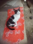 Lolita