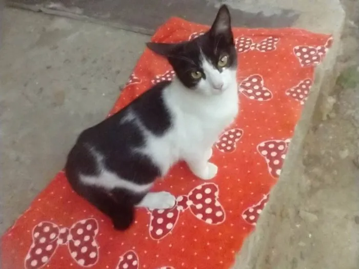 Gato ra a SRD-ViraLata idade 2 a 6 meses nome Lolita