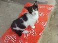 Lolita