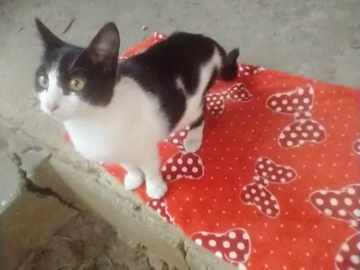 Gato ra a SRD-ViraLata idade 2 a 6 meses nome Lolita