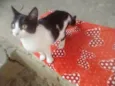 Lolita