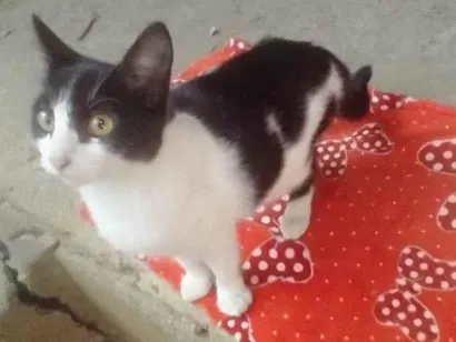 Gato raça SRD-ViraLata idade 2 a 6 meses nome Lolita