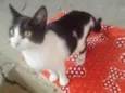 Lolita