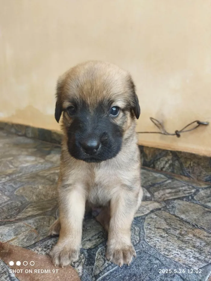 Cachorro ra a Labrador idade Abaixo de 2 meses nome Leonardo dos santos Moreira