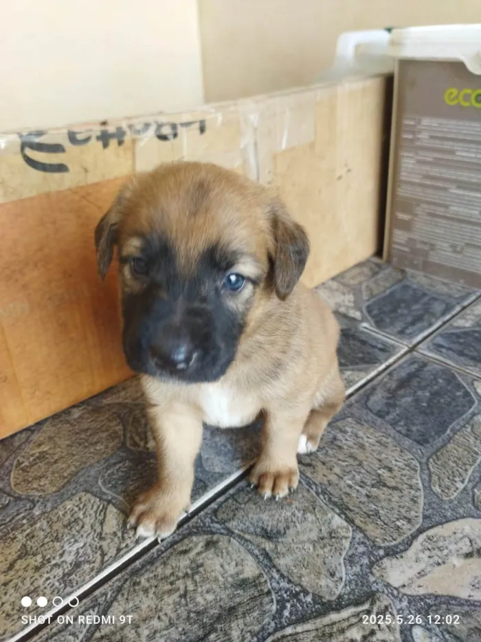 Cachorro ra a Labrador idade Abaixo de 2 meses nome Leonardo dos santos Moreira