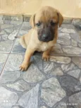 Leonardo dos santos Moreira