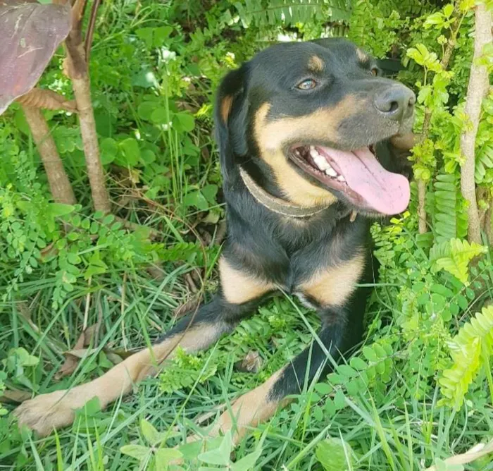 Cachorro ra a SRD-ViraLata idade 3 anos nome Apolo