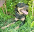 Apolo