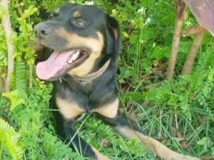 Cachorro raça SRD-ViraLata idade 3 anos nome Apolo