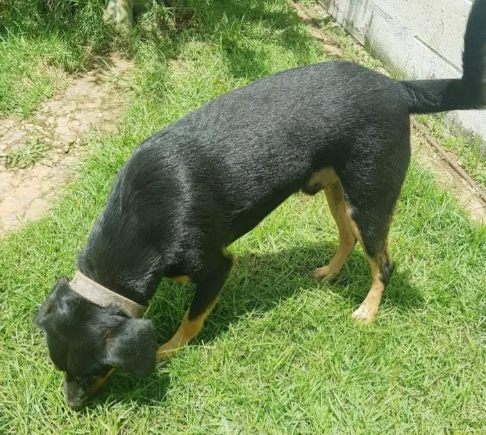 Cachorro ra a SRD-ViraLata idade 3 anos nome Apolo