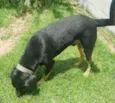 Apolo