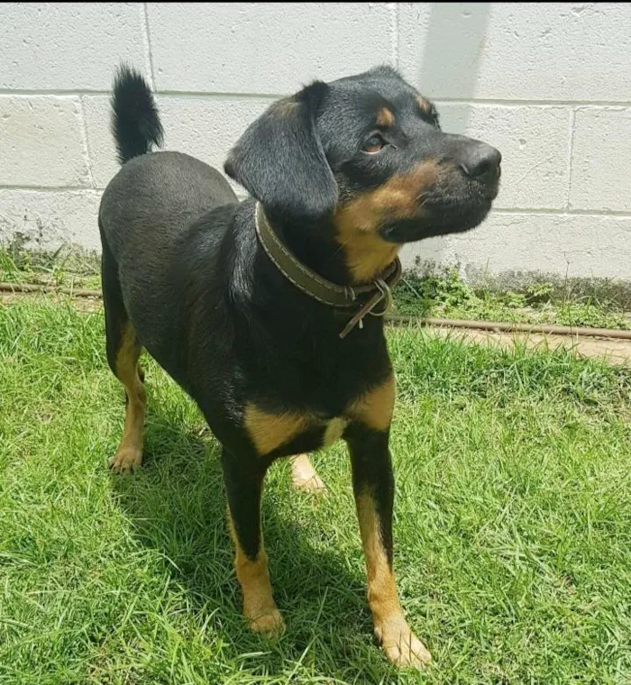 Cachorro ra a SRD-ViraLata idade 3 anos nome Apolo
