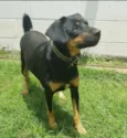 Apolo