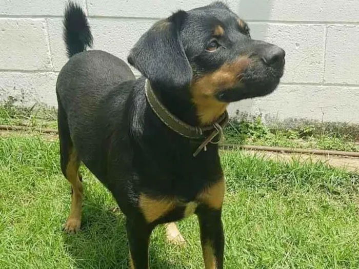 Cachorro ra a SRD-ViraLata idade 3 anos nome Apolo