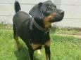 Apolo