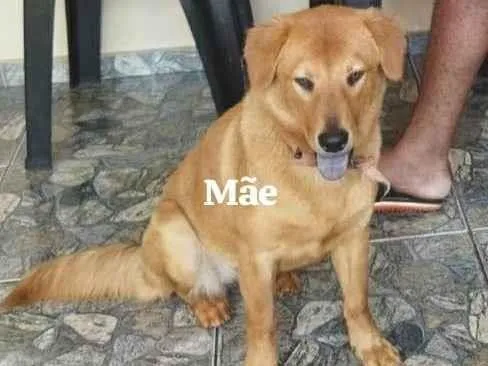 Cachorro ra a Labrador idade Abaixo de 2 meses nome Leonardo dos santos Moreira