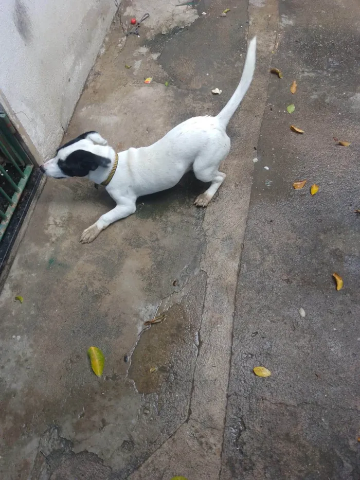 Cachorro ra a SRD-ViraLata idade 2 a 6 meses nome Pitoco