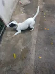 Pitoco