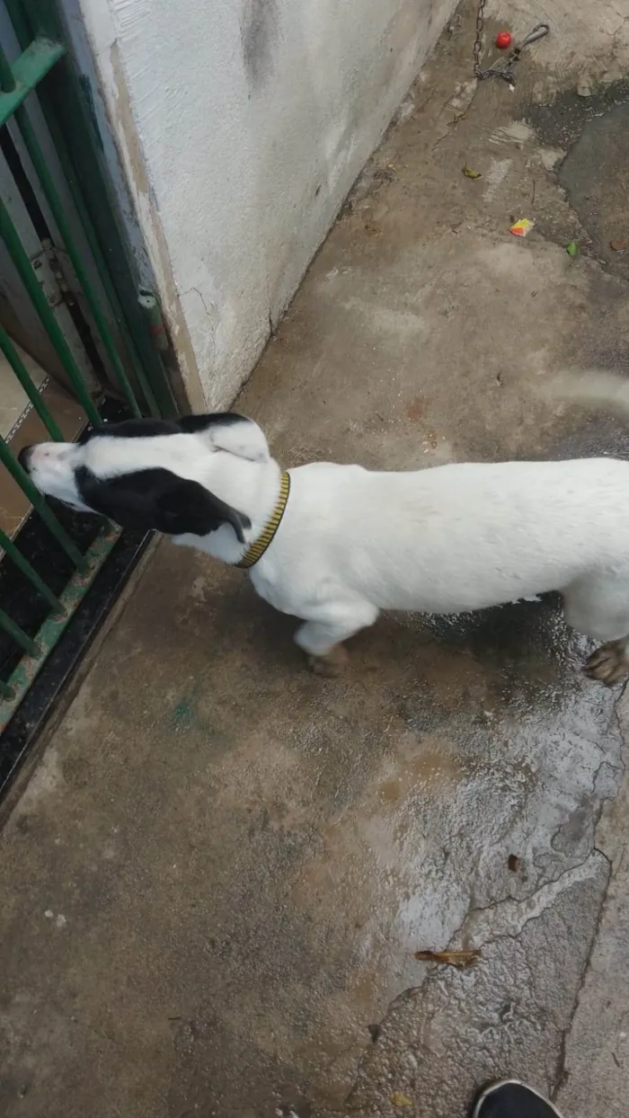 Cachorro ra a SRD-ViraLata idade 2 a 6 meses nome Pitoco
