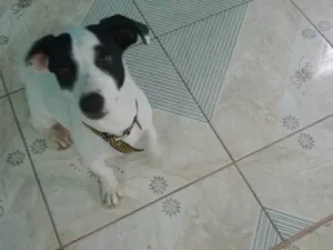 Cachorro raça SRD-ViraLata idade 2 a 6 meses nome Pitoco