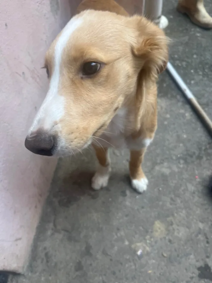 Cachorro ra a SRD-ViraLata idade 2 a 6 meses nome Spak