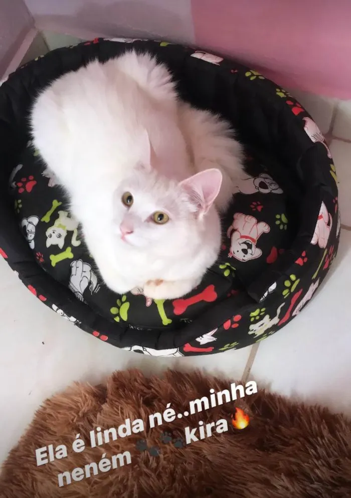Gato ra a Angorá idade 6 ou mais anos nome kira 