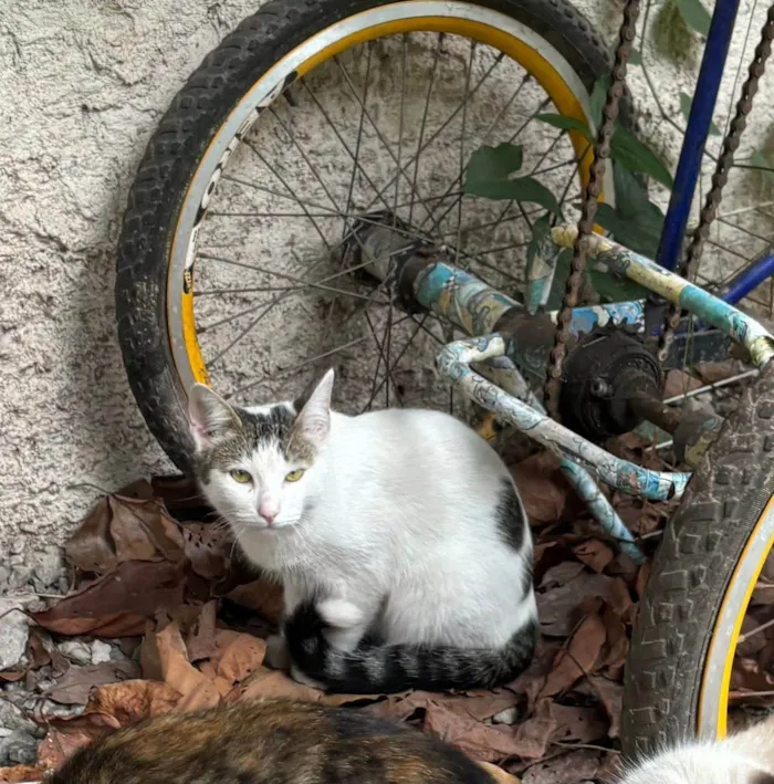 Gato ra a SRD-ViraLata idade 1 ano nome Chorão