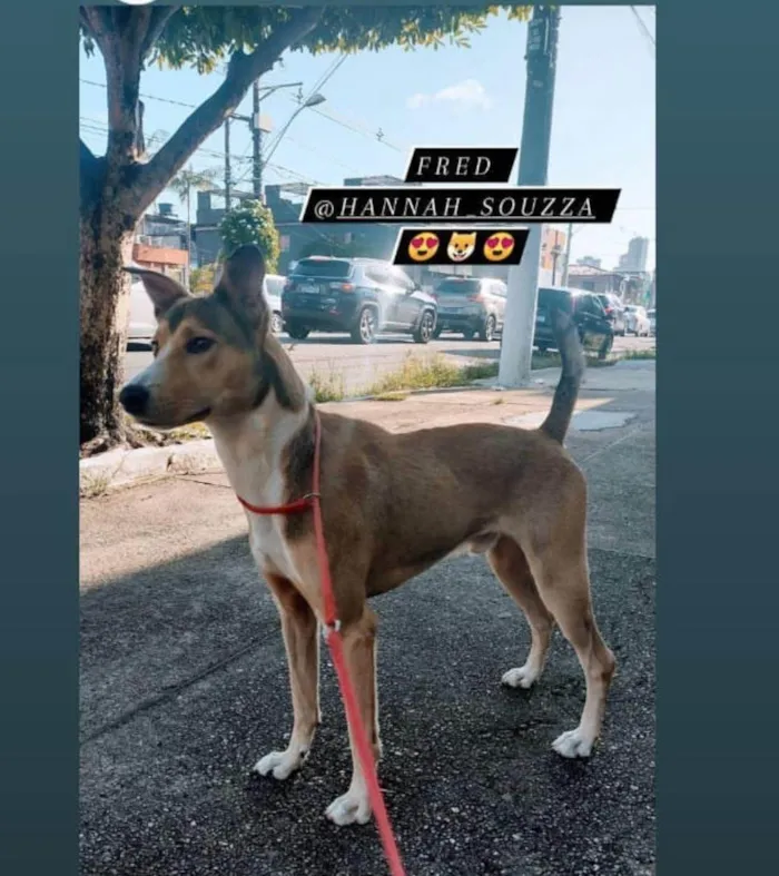 Cachorro ra a SRD-ViraLata idade 5 anos nome Fred