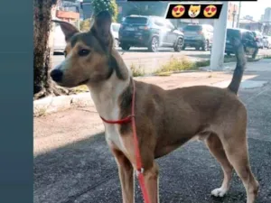 Cachorro raça SRD-ViraLata idade 5 anos nome Fred